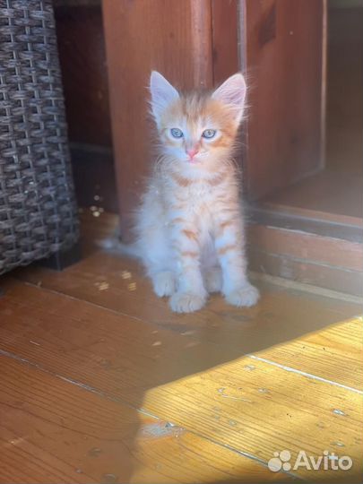 Котята крысоловы и мышеловы