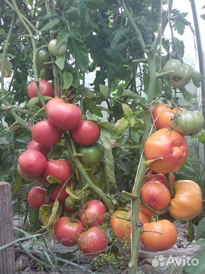 Помидоры домашние
