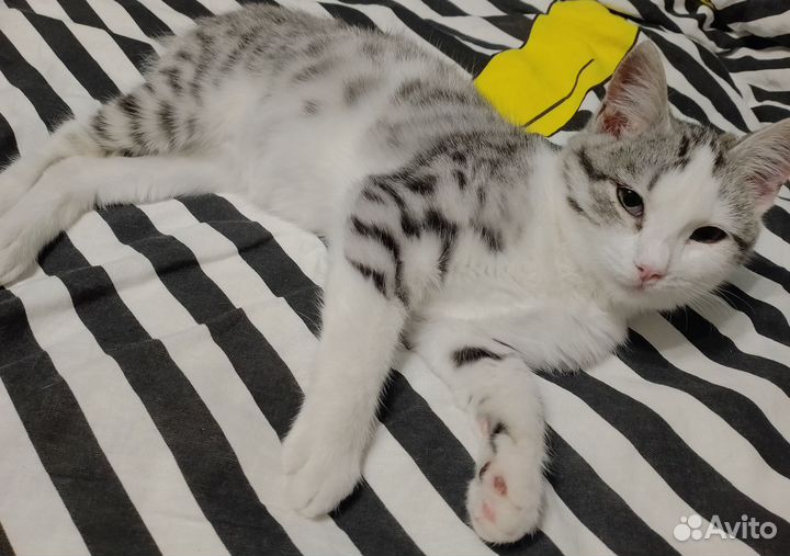 Котенок в добрые руки