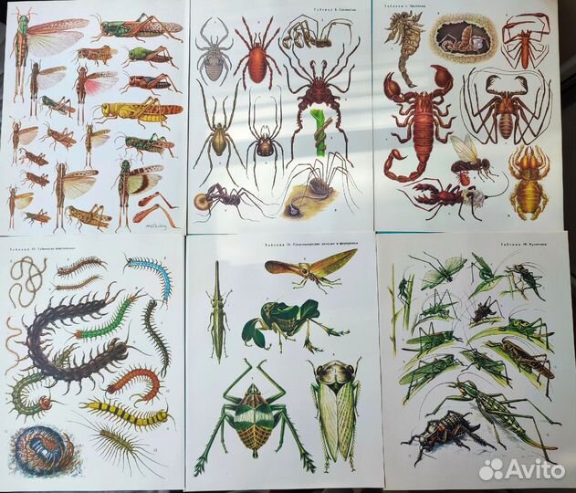 Иллюстрации насекомые, стрекозы, бабочки открытки