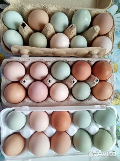 Домашние куриные яйца
