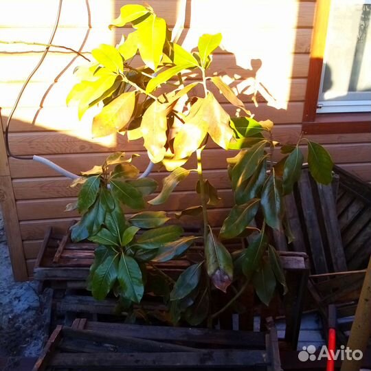 Магнолия грандифлора