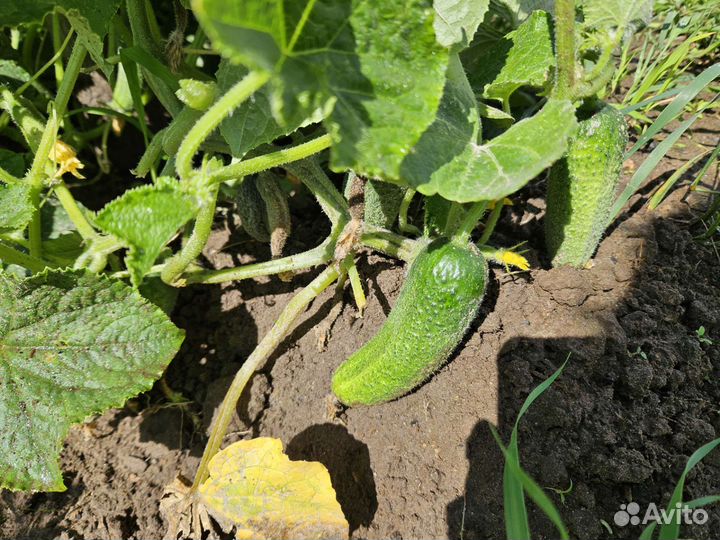 Огурцы свежие