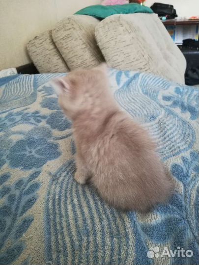 Британский Котенок