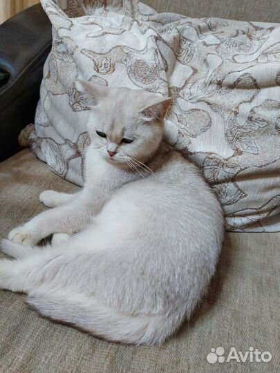 Кошка серебристая шиншилла