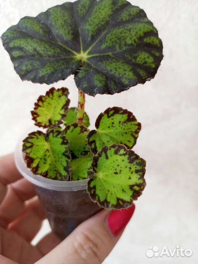 Бегония декоративнолиственная