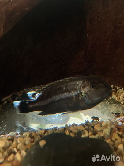 Рыба Меланохромис ауратус