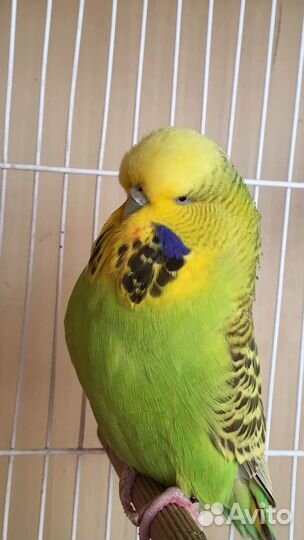 Выставочный Волнистый Попугай,Чех,ввп