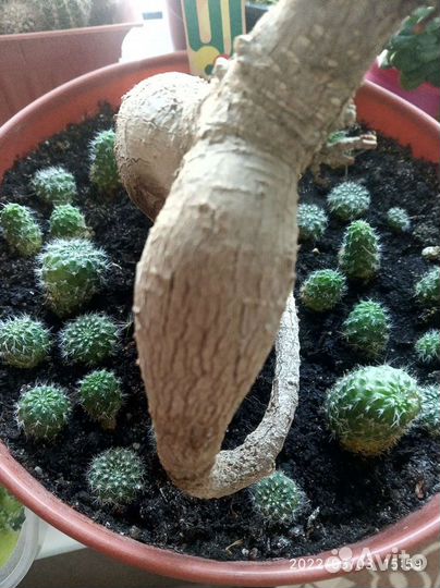 Детки цветущего кактуса