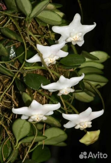 Хойя uniflora