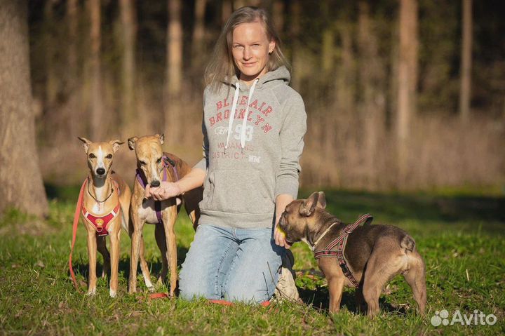 Кинолог с выездом / дрессировка собак