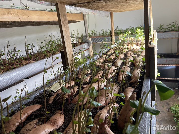Рассада Батата