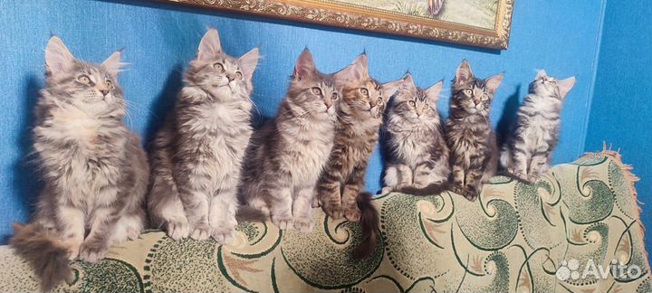Котята мейн-кун