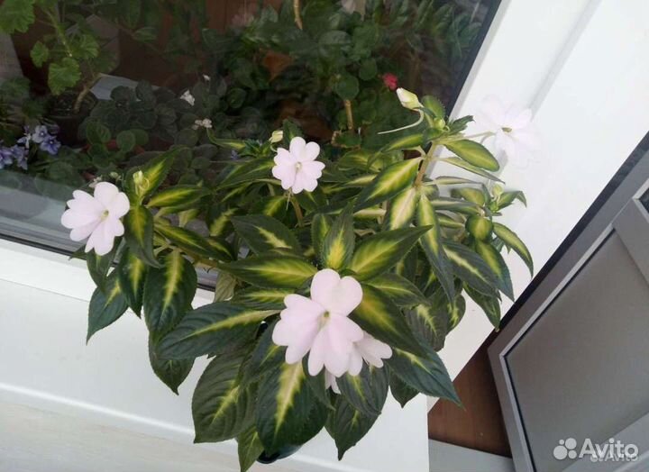 Комнатные цветы