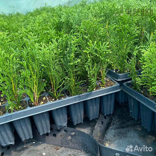 Черенки туи