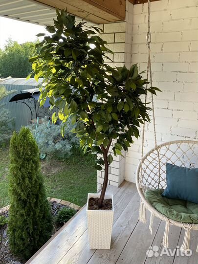 Фикус бенджамина большой