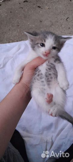 Кошка в дар