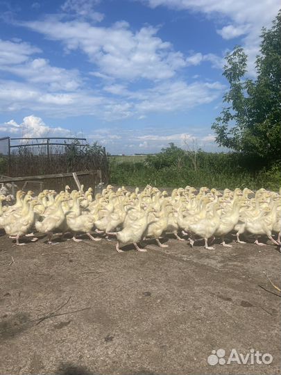 Домашняя пьица