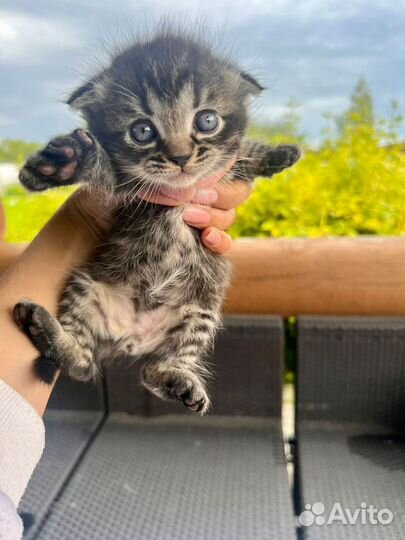 Вислоухие котята
