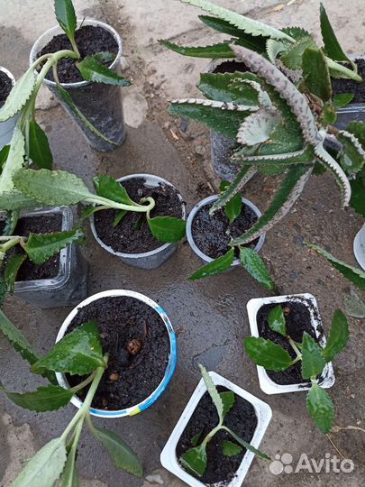 Каланхоэ лечебное