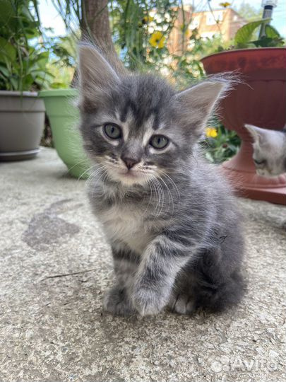 Котята бесплатно в добрые руки