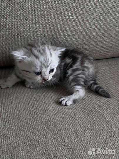 Британские котята