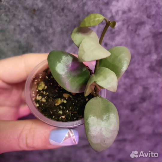 Хойя Lacunosa Louisa silver