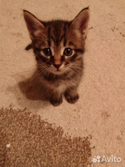 Котята в добрые руки бесплатно