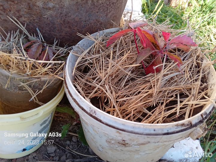 Девичий виноград (саженцы)