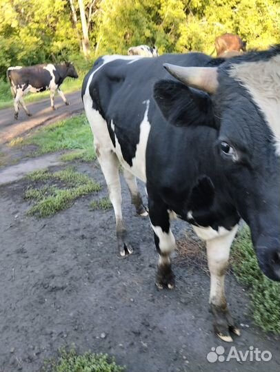 Продается бык