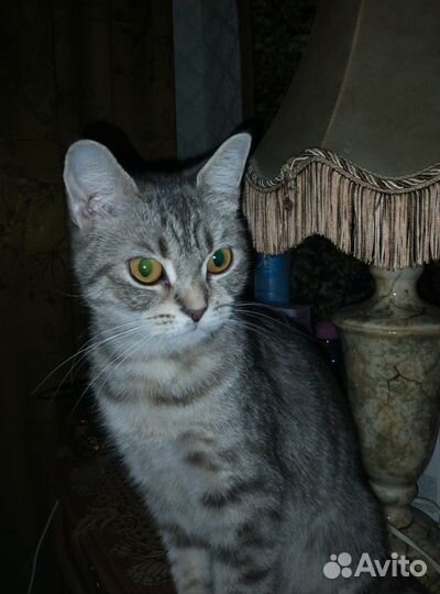 Кошка в дар