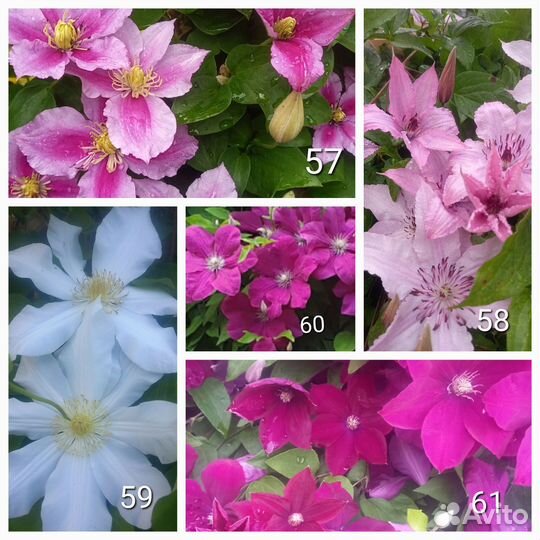 Многолетники Часть3