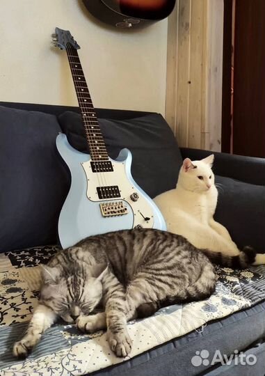 Кот Беляш в добрые руки