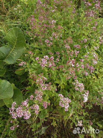 Лекарственные: Душица орегано Пустырник Иссоп и др