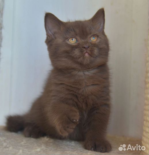 Британские котята