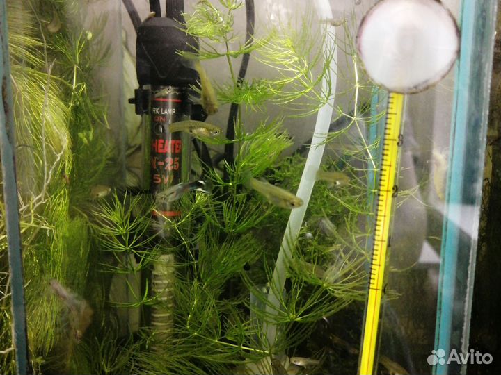 Аквариумные рыбки и растения