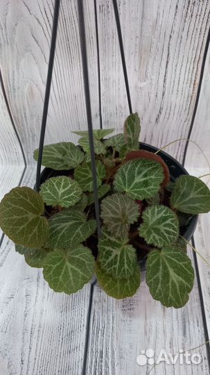 Камнеломка