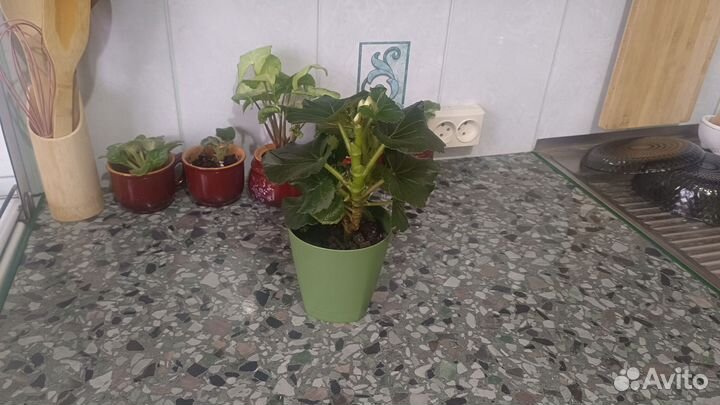 Бегония цветущая