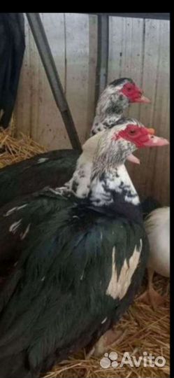 Инкубационное яйцо индоутки