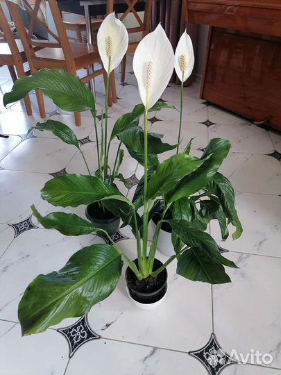 Спатифиллум