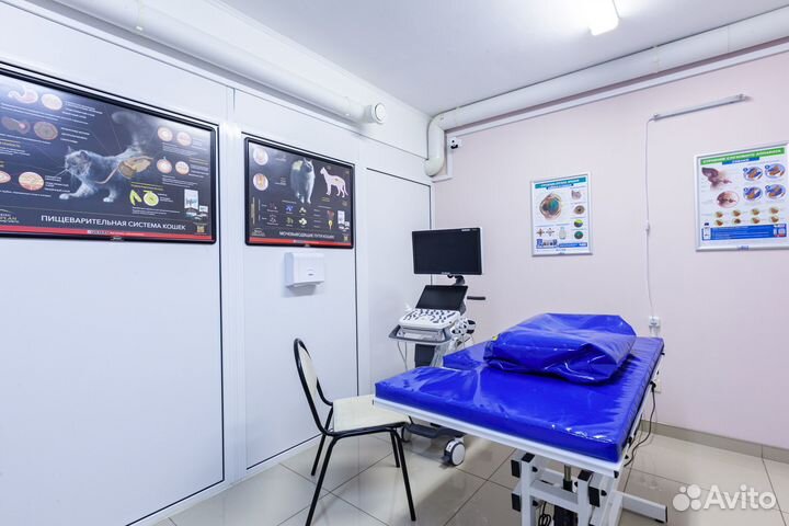 Ветеринарный врач, стерилизация, вакцинация, узи