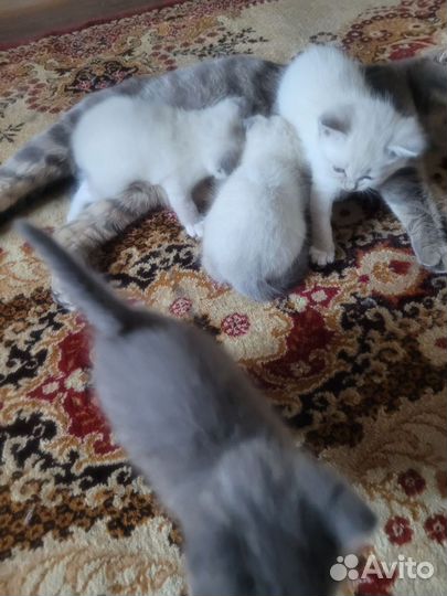 Отдаю весловухих котят