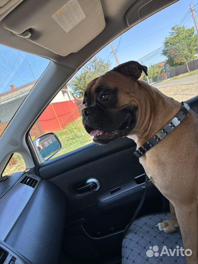 Боксер на вязку