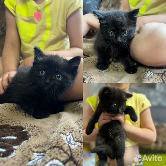 Отдадим котят