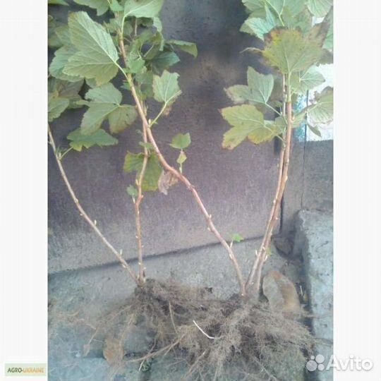 Саженцы черной смородины и малины