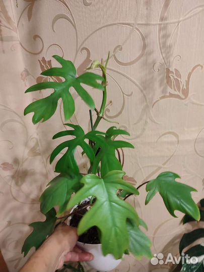 Филодендроны