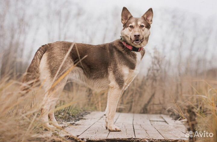 Шоколадка в добрые руки