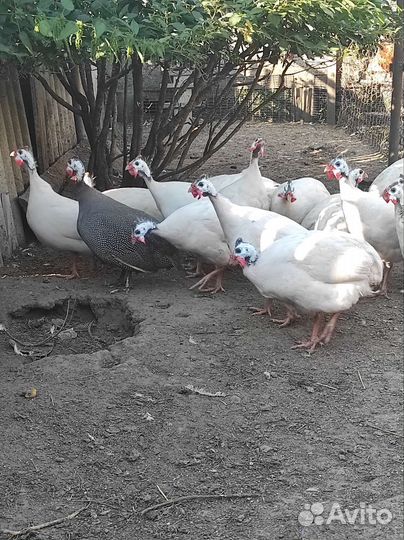 Цесари на племя