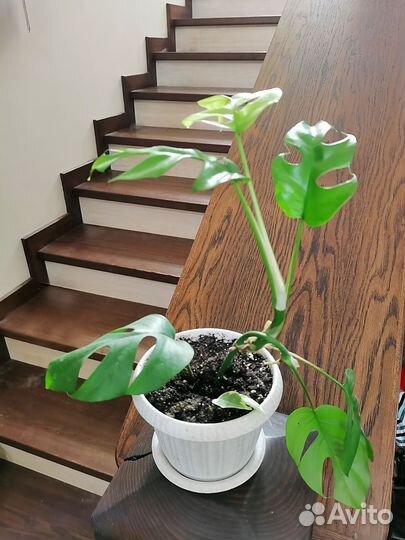 Филодендрон Минима Philodendron Minima рафидофора