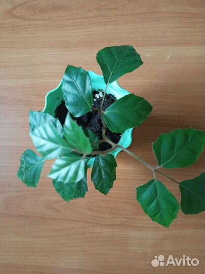 Циссус березка